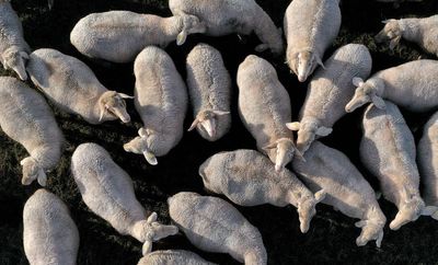 Police probe mystery sheep deaths as remains found strewn across garden and layby