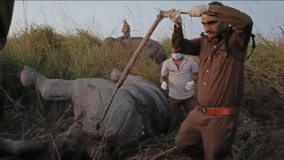 Kaziranga rhino killed with spear, 1 arrested