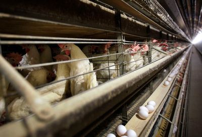 Jury orders egg suppliers to pay $17.7 million in damages for price gouging in 2000s