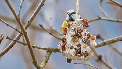 How to create natural bird feeders for your yard – 3 ideas for welcoming wildlife