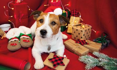 Creature comforts (and joy): why Santa is packing more presents for pets this Christmas