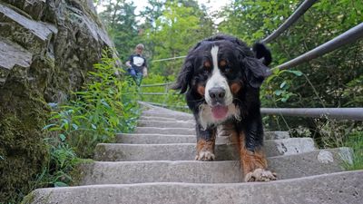 Teach your dog to go up and down stairs safely with this top tip from an expert trainer