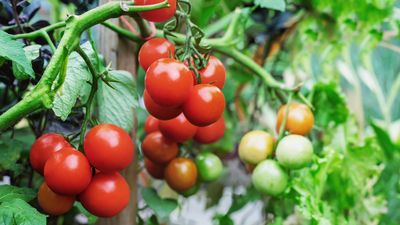11 things to do when overwintering tomato plants