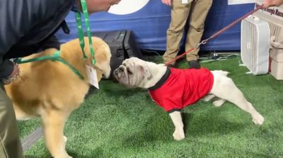 Two of College Football’s Favorite Dogs Met at the SEC Championship and Fans Loved It