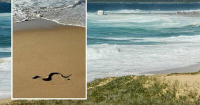 Crikey: Sea snakes scare swimmers at a Newcastle beach