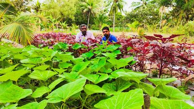 Duo quits high-paying jobs, scripts safe-to-eat veggie farming success