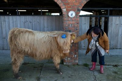 Feeling Stressed? Cuddle A Cow, Says UK Dairy Farm