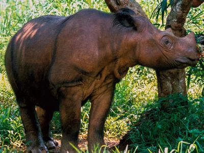 Indonesia: Critically Endangered Sumatran Rhino gets a new ray of hope