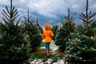 The case for real Christmas trees