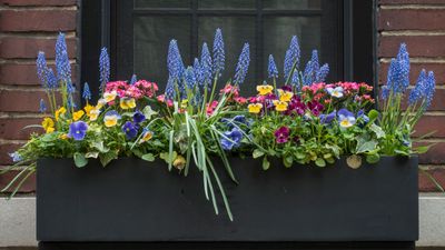 How to Make Window Boxes Look Good in Winter — For a Colorful and Blooming Curb Appeal