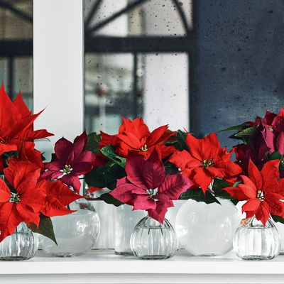 How to make a poinsettia turn red - your plant may need some 'me time' according to experts