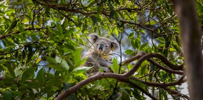 A home among the gum trees: will the Great Koala National Park actually save koalas?