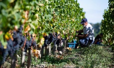 Researchers create AI tool with a nose for fraudulent wine