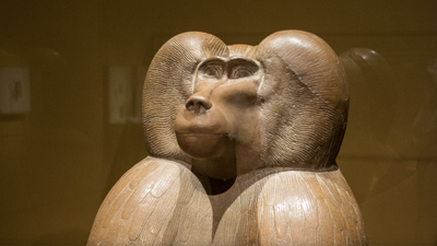 Mystery origin of Egypt’s mummified baboons finally cracked | Explained