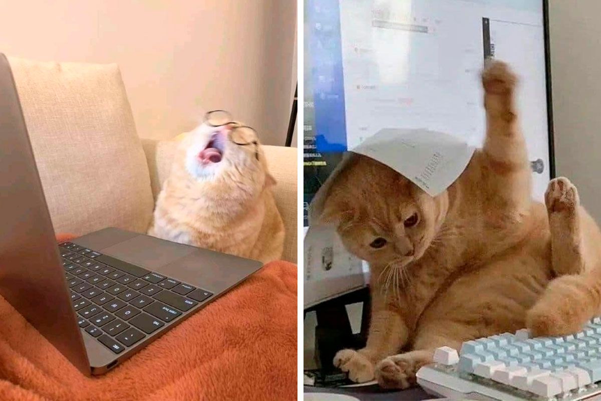 “Don’t Show Your Cat” 40 Chucklesome Cat Pics And…