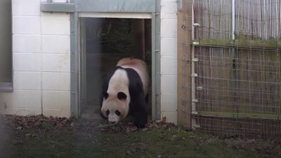 Goodbye Yang Guang and Tian Tian! Britain's only giant pandas fly back to China after 12 years in Edinburgh