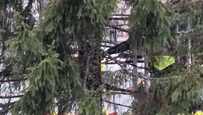 Trafalgar Square Christmas tree undergoes 'branch transplant' to spruce it up