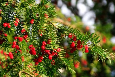 Warning as boy collapses and dies after eating poisonous berries on walk with father