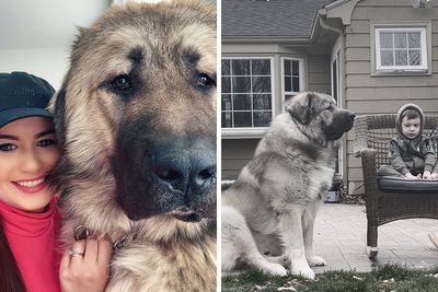 This Family From Boston Shares What It’s Like To Live With A Massive Guard Dog That Gets Mistaken For A Bear