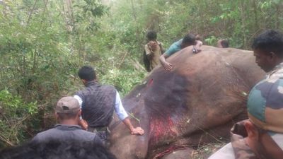 Elephant Arjuna of Dasara fame dies after being attacked by wild tusker in Sakleshpur