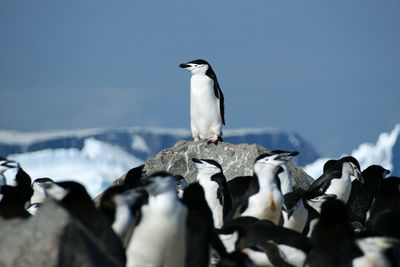 These penguins sleep for mere seconds