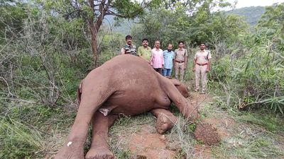 Country-made bomb kills tusker, female elephant found dead in Coimbatore Forest Division