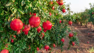 How to prune a pomegranate twice a year for happy, healthy, and productive plants