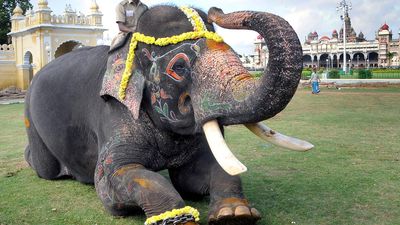 Arjuna was the last of a generation of tuskers who ruled supreme in the camp and the jungle