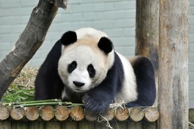 Hard To Bear: UK's Only Pandas Return To China