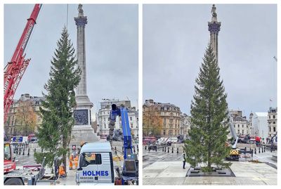 Trafalgar Square’s Christmas tree mocked after arriving from Norway: ‘Where’s the other half of it?’