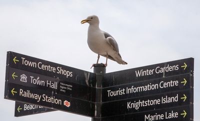Seagulls may be to blame for poor water quality at popular beach resort