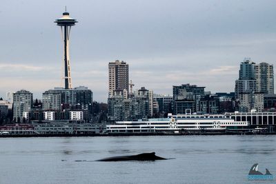 Photographs capture humpback whale's Seattle visit, breaching in waters in front of Space Needle