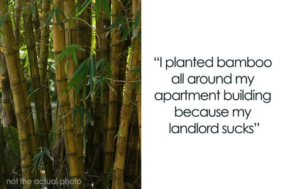 “I’m Playing The Long Game”: Woman Plants Bamboo Seeds To Get Back At Jerk Landlord