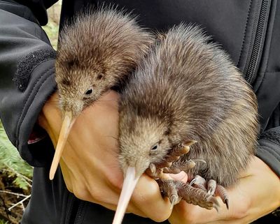 Wellington Welcomes First Wild-born Kiwi Chicks In A Century