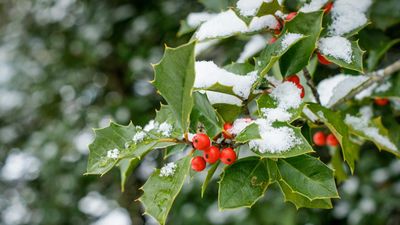 How to grow holly – tips for growing, planting, and maintaining the classic Christmas shrub