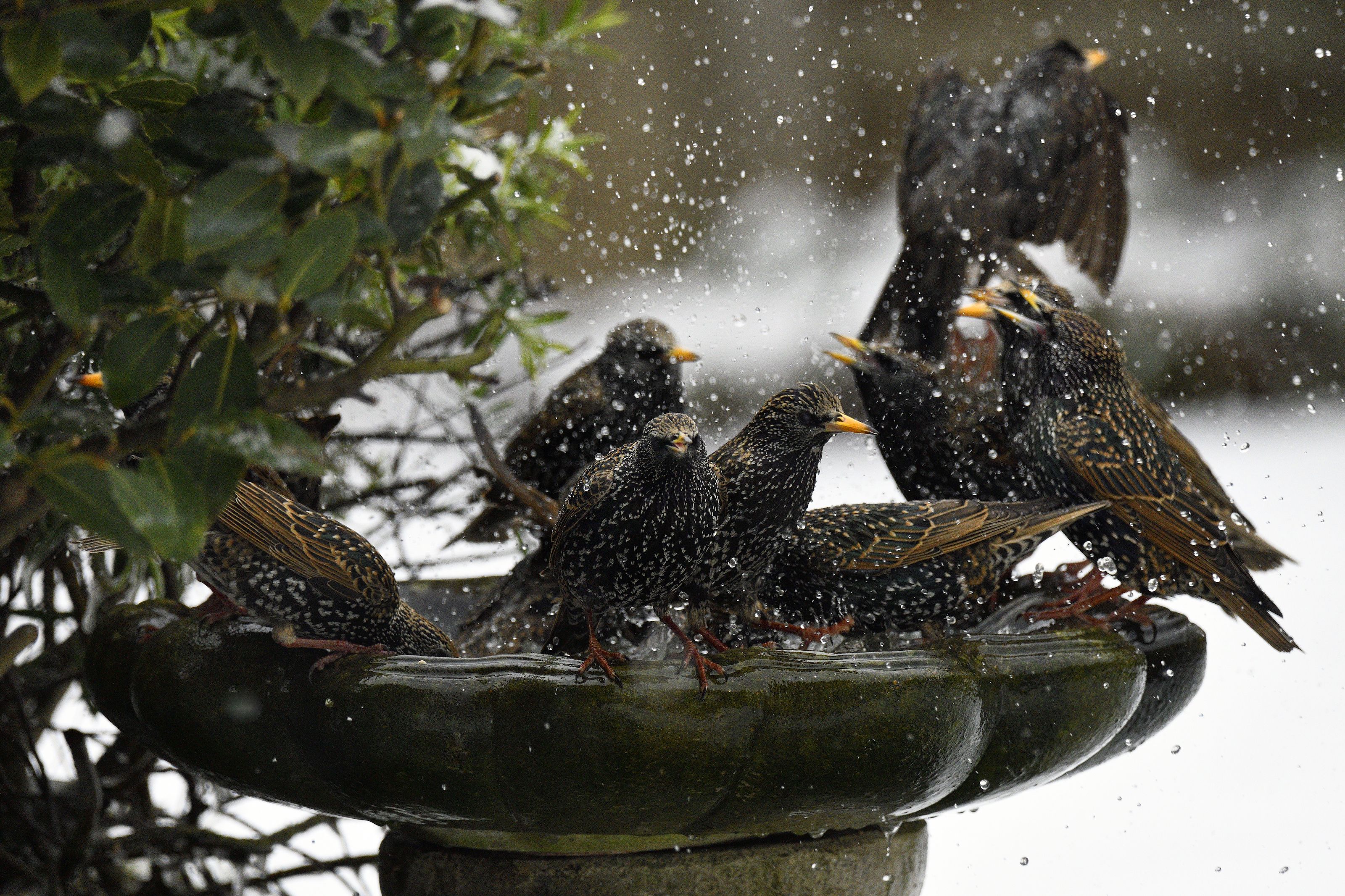 What Do I Need to Do With My Bird Bath in Winter? 4…