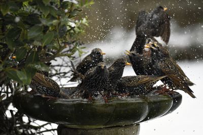 What Do I Need to Do With My Bird Bath in Winter? 4 Simple Things to Help Your Garden's Feathered Friends