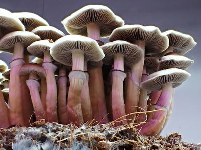 Domestication Altered Magic Mushrooms’ Genetics, New Study Finds