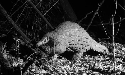 Long thought to be extinct in Kenya, giant pangolins are now being helped back from the brink