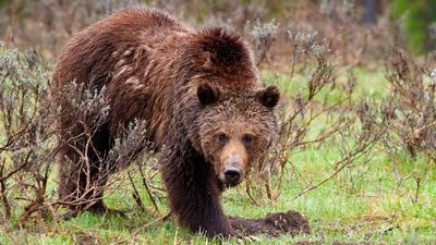 Man forced onto car roof after accidentally antagonizing mother grizzly bear