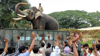 Doubts raised over events that led to death of elephant Arjuna