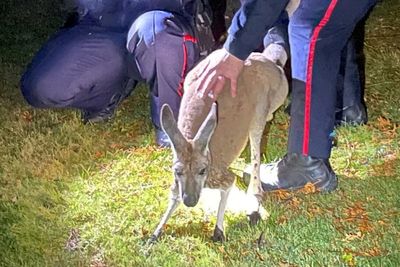 Kangaroo punches police officer as it is caught after days on the run in Canada