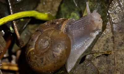 The slow race to save Brittany’s rare Quimper snails from a tramway – one gastropod at a time