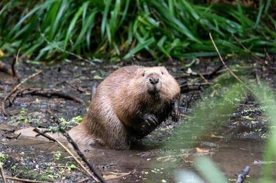 Beaver families to be released into fifth Scottish area after licence approval