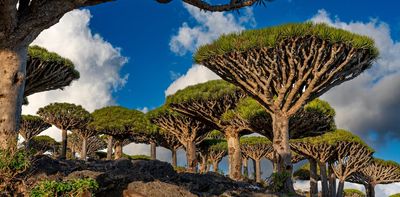 Socotra archipelago: why the Emiratis have set their sights on the Arab world's Garden of Eden