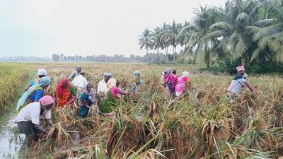 Cyclone Michaung: Paddy in 9,000 acres inundated in Central Godavari Delta