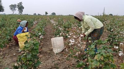 Cotton growers deeply worried about low production and price crash