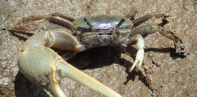 How a thumb-sized climate migrant with a giant crab claw is disrupting the Northeast's Great Marsh ecosystem
