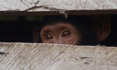 One Swedish zoo, seven escaped chimpanzees