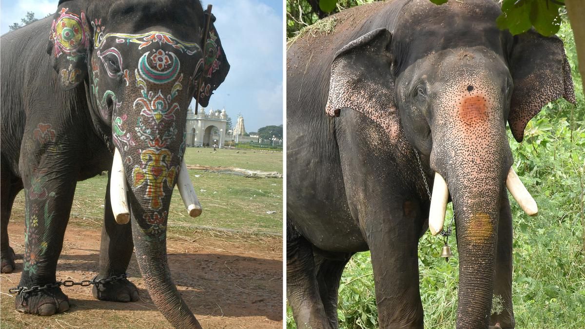 Meet the legendary elephants of Mysuru Dasara